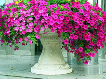 Mixed Petunia Seeds for a colorful addition to any planting