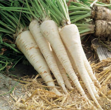 Hamburg Rooted Parsley Petroselinum crispum seeds for kitchen garden