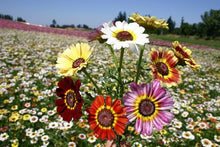 Painted Daisy Chrysanthemum Seeds for growers seeking a long-blooming display