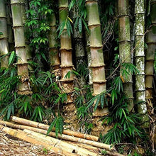 Bamboo Dendrocalamus Tree Seeds known for fast-Growing Bamboo