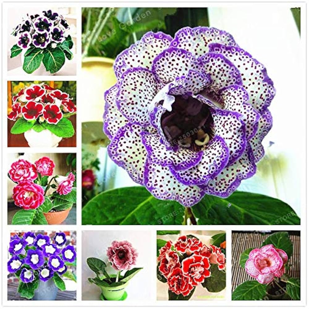 Sinningia speciosa Color Mix Seeds