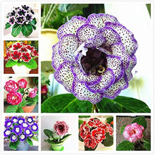 Sinningia speciosa Color Mix Seeds