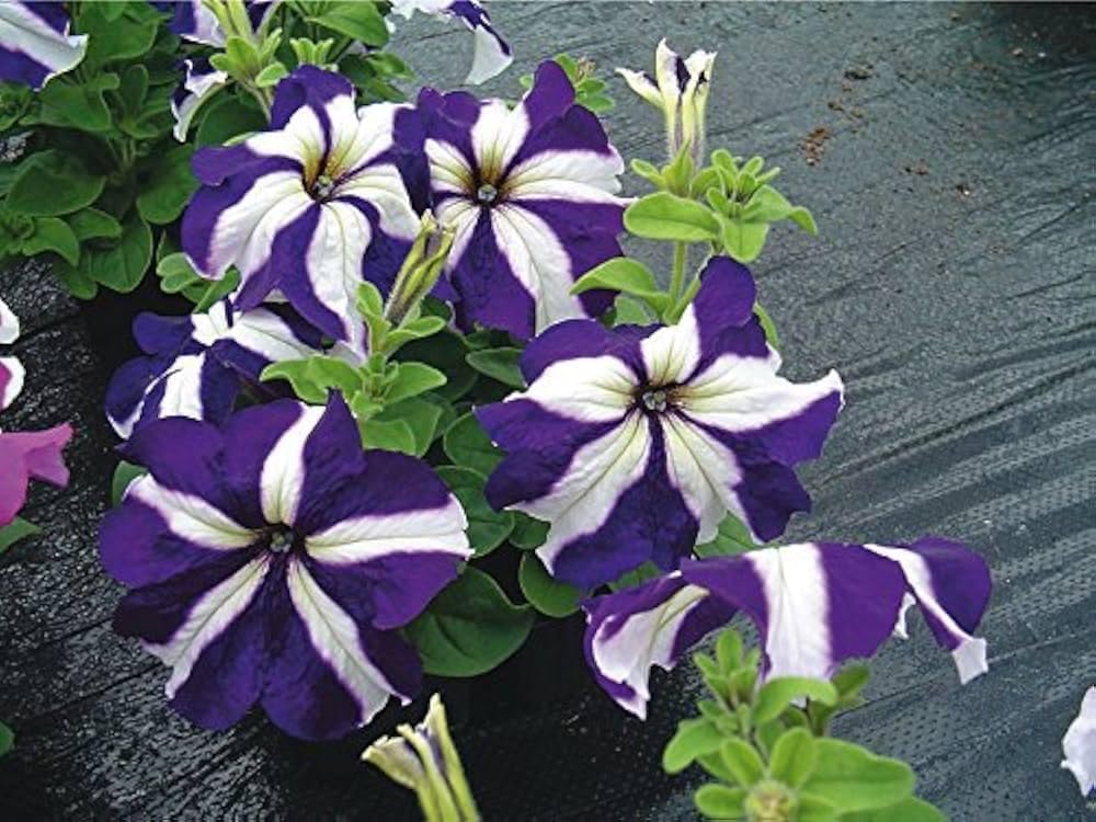 Petunia Success Blue pelleted seeds â€“ rollier variety for rich floral display