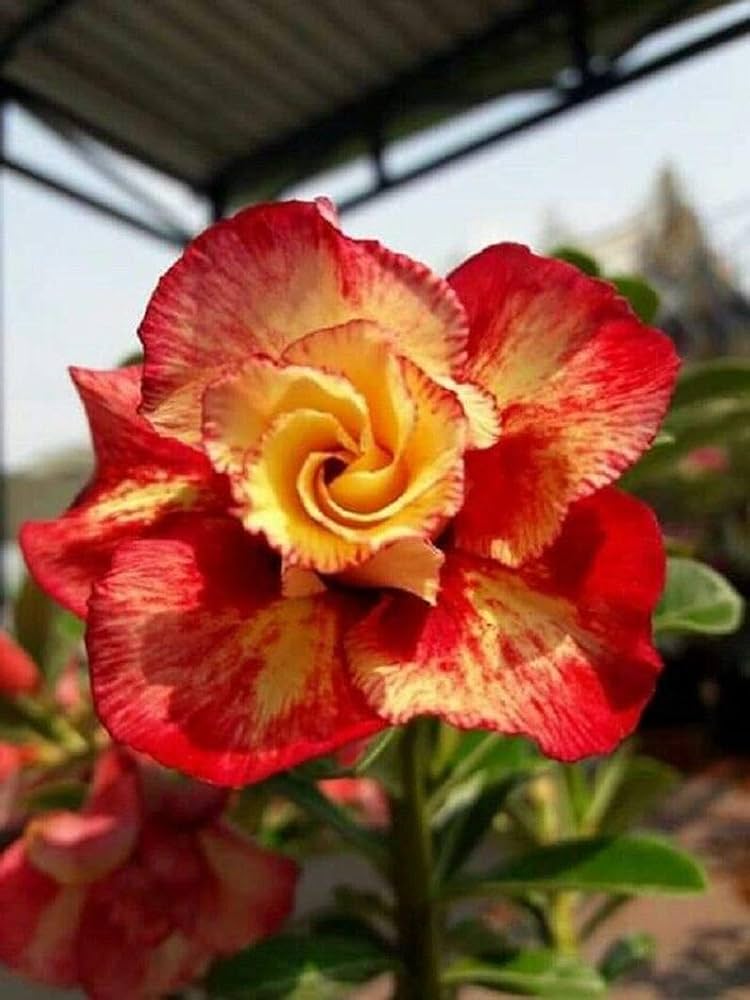 Desert Rose Adenium Obesum Orange Pink Flower Seeds for Planting – Excellent for Terrace and Vertical Garden Spaces