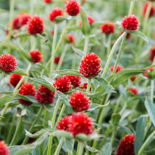 Gomphrena Higro Rose Seeds grown for vibrant Drought-Tolerant Flowers
