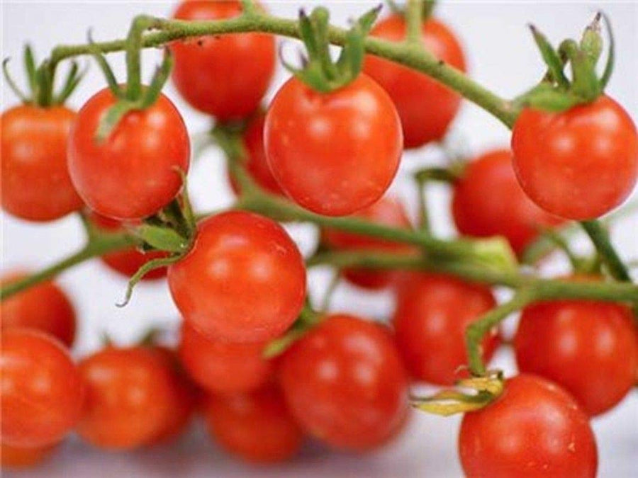 Tomato Seeds (Solanum lycopersicum) for a fresh homegrown crop from the Koralik Cherry Variety in Home Garden