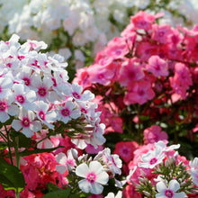 Garden Phlox Phlox Paniculata Seeds for growers filling out the Home Cottage Borders