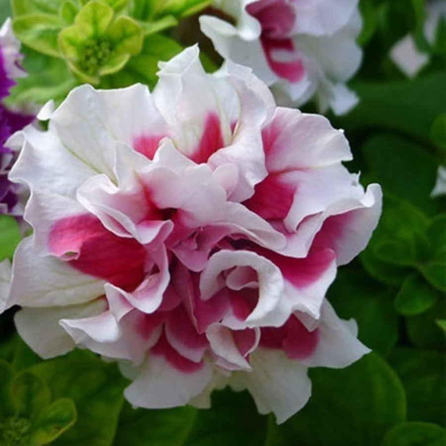 Petunia flower seeds for container and flower bed planting