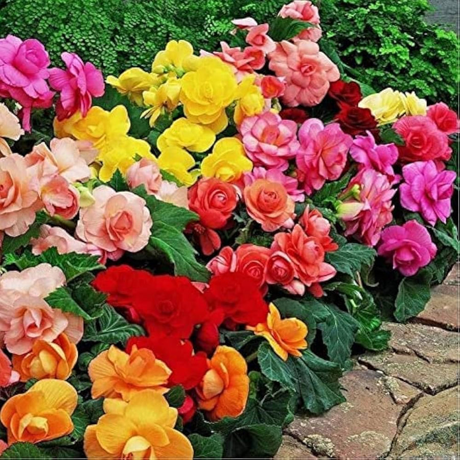Mixed Begonia Varieties ��������� Begonia spp. ��������� for planting in flower beds and landscapes