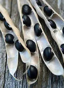 Black Turtle Bean (Phaseolus vulgaris) seeds for planting in home garden