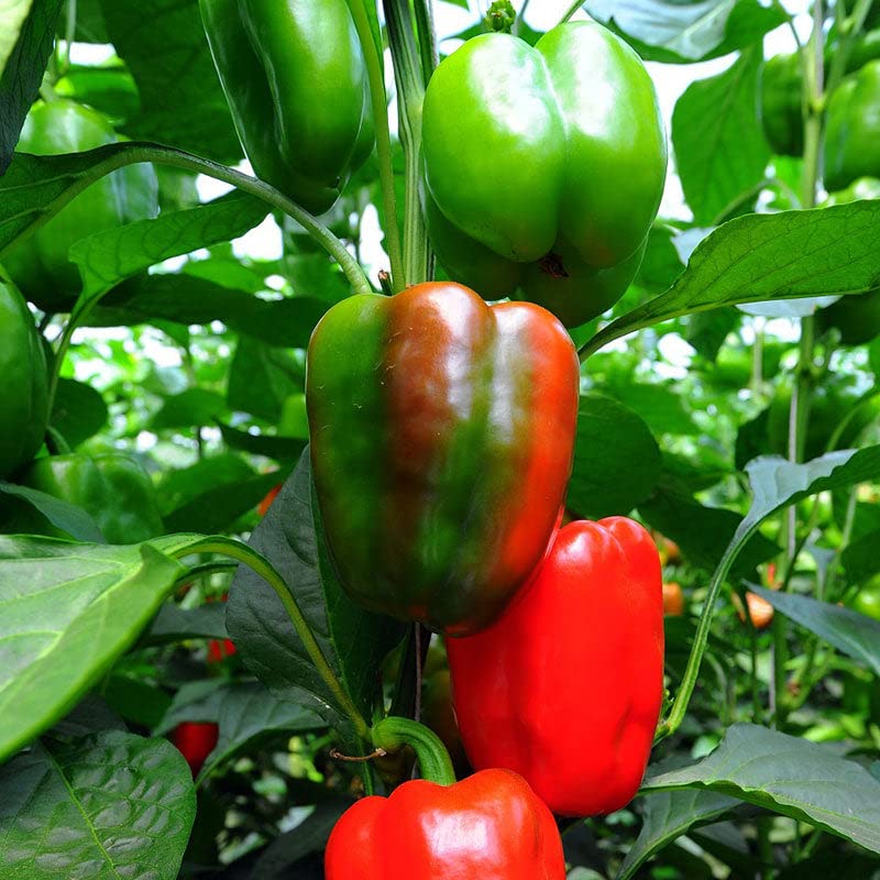 California Wonder Bell Pepper Capsicum annuum vegetable seeds for planting in backyard gardening beds - for planting in home garden