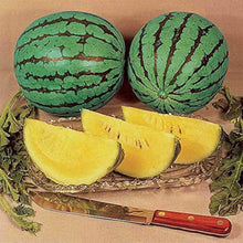 Yellow Baby Doll Watermelon Seeds (Citrullus lanatus) for a fresh homegrown crop from the home garden and backyard planting