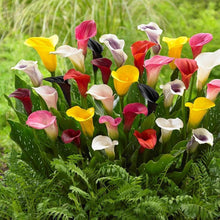 Colorful Calla Lily Seeds for growers establishing the Home Garden DIY