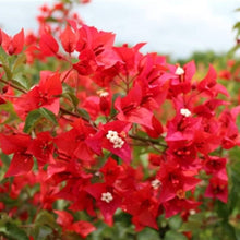 Red Bougainvillea Spectabilis Flower Seeds et  Ornamental Garden Plant for Home Gardening