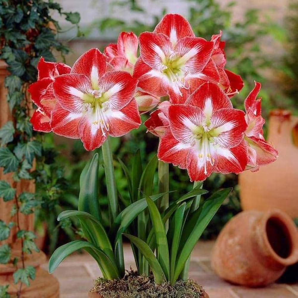 Hellgelb Amaryllis Large Flower Seeds