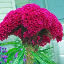 Cauliflower Seeds (Brassica oleracea) for a lasting display in the Movir Home Garden