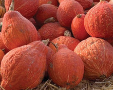 Hubbard Golden Winter Squash Seeds known for rich, Dense Squash
