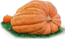 Atlantic Giant Pumpkin Dill Seeds for a productive addition to the vegetable patch