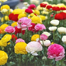 Ranunculus Seeds for reliable seasonal color