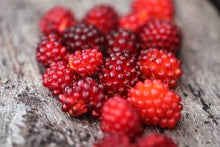 Berry Rubus Spectabilis Salmonberry Seeds grown for pollinator Backyard Harvest