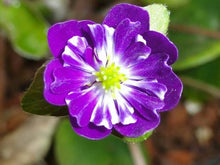 Heirloom England Aster Wildflower Seeds for a bright addition to the Bulk Planting & Garden Projects