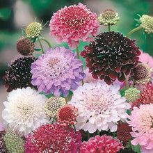 Scabiosa Night and Day Seeds for growers seeking a long-blooming display
