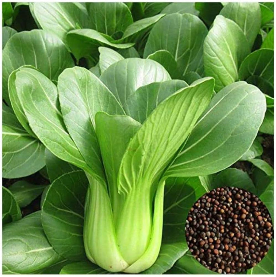 San Fan hybrid Pak Choi seeds thick leaves