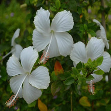 Hibiscus Seeds (Hibiscus rosa-sinensis) for a lasting display in the ornamental gardens and flower beds