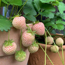 Mini Strawberry Seeds known for small, Sweet Strawberries