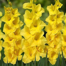 Gladiolus Seeds for seasonal color across the Red Garden