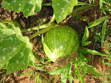 Cronus Pumpkin Seeds (Cucurbita maxima) valued by growers for large backyard gardening and edible landscaping