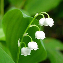 Rainbow Lily of the Valley Orchid Seeds for a lasting display in the Garden