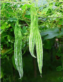 Serpentgourd Heirloom Snake Cucumber Seeds for a fresh homegrown crop from the Unique Garden Varieties