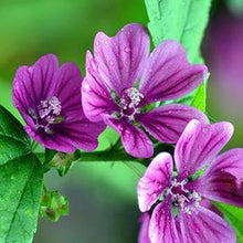 Hollyhock flower Seeds (Alcea rosea) for seasonal color across the garden beds or decorative pots