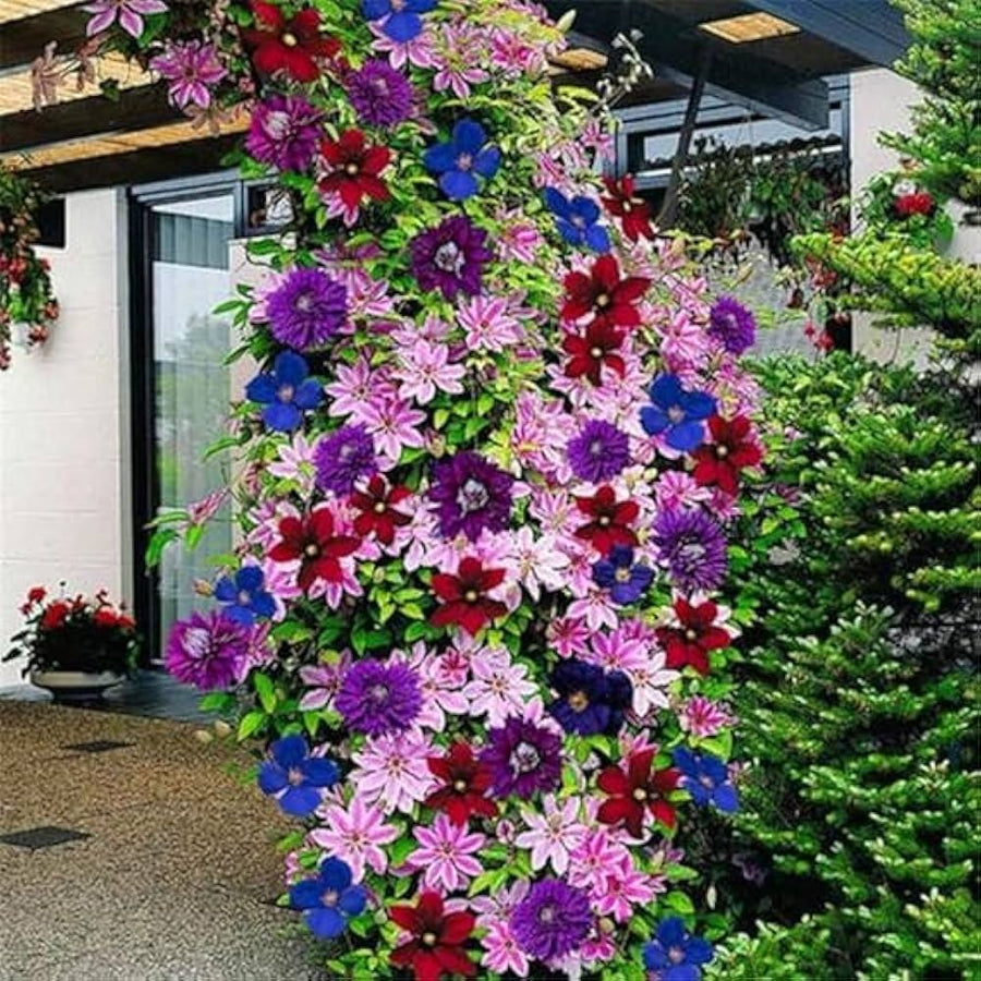 Real Clematis Perennial Seeds