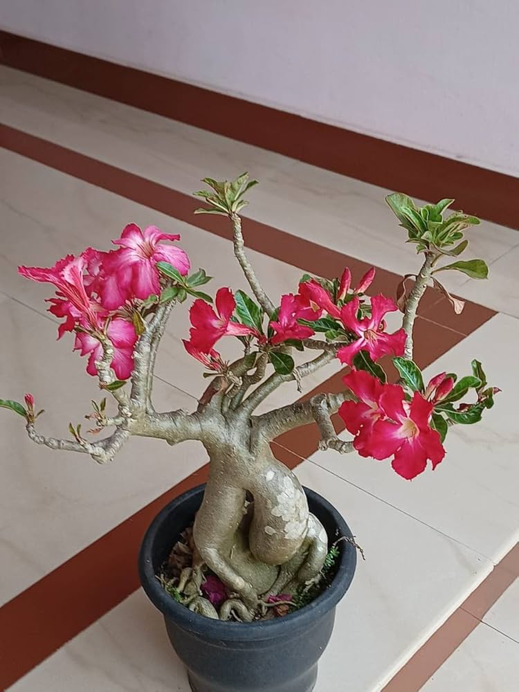White Desert Rose (Adenium obesum) for planting in balcony or home bonsai