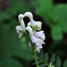 Swan Seeds (Aristolochia grandiflora) for colorful blooms in the decorative home garden planting