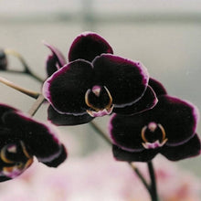 Hydroponic Phalaenopsis Orchid Plant Seeds for gardeners building out beds and borders