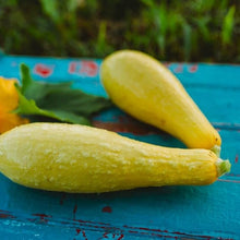 Squash Cucurbita Pepo Early Straight Neck Summer Seeds valued by growers for backyard Gardening
