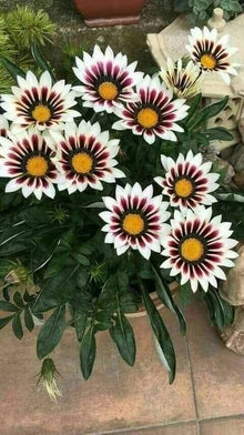 Plant Seeds (Gazania rigens) for colorful blooms in the Flower Bed & Garden