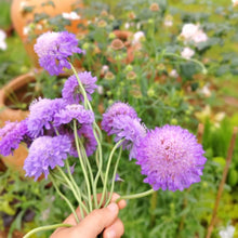 Purple Scabiosa Flower Seeds â€“ Long-Lasting Hardy Blooms