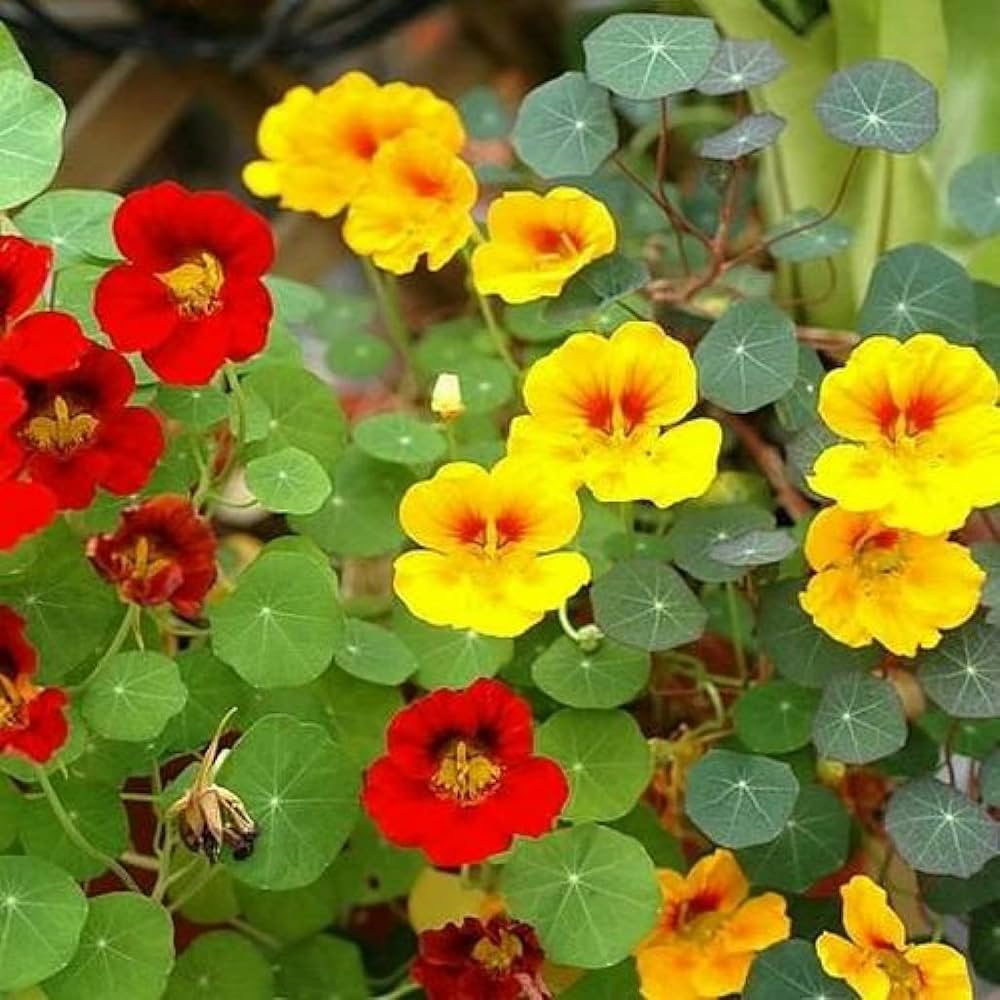 Light Yellow Nasturtium (Tropaeolum majus) for easy garden planting