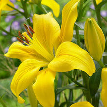 Perfume Lily Seeds (Lilium longiflorum) for colorful blooms in the fragrant home garden and shaded planting