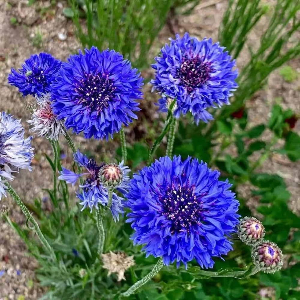 Bachelor Button Centaurea Cyanus Pink Flower Seeds for Planting – Suitable for Home Garden and Seasonal Blooms