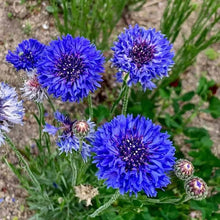 Cornflower Seeds (Centaurea cyanus) for a bright addition to the Flower Bed & Urban Garden