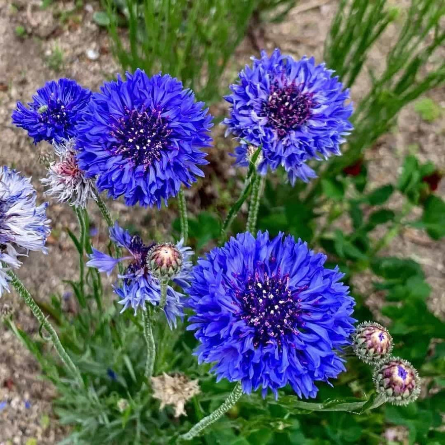 Blue Bachelor Button ��������� Centaurea cyanus ��������� for planting in home garden