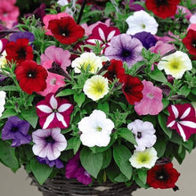 Petunia Seeds for seasonal color across the Flower Bed & Urban Garden