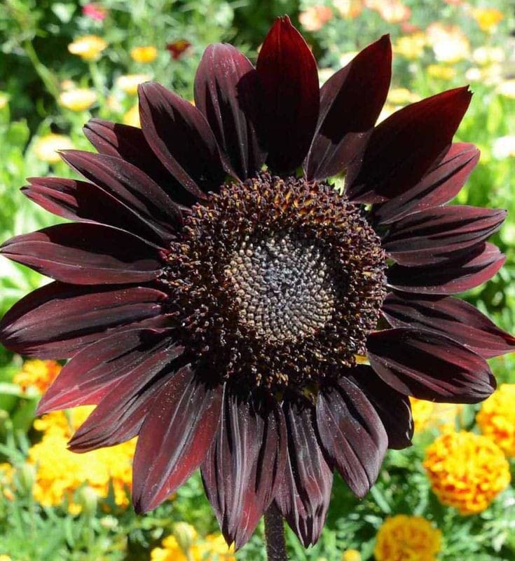 Black Magic Sunflower (Helianthus annuus) for planting in home garden