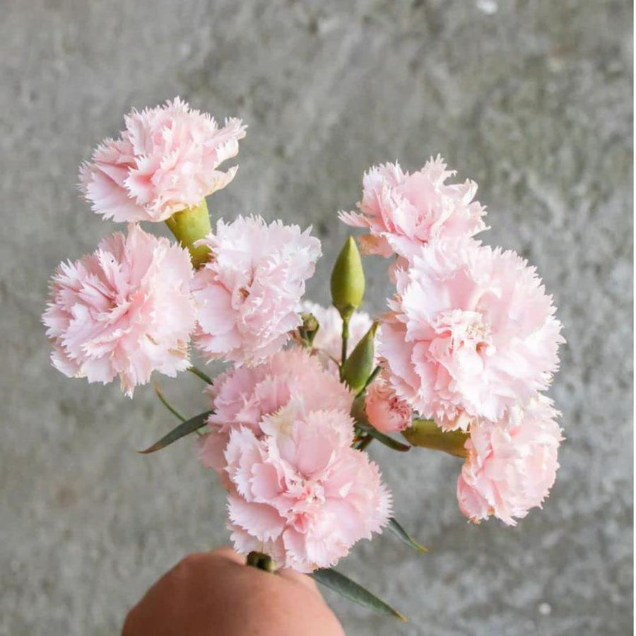 Carnation Chabaud La France  Dianthus caryophyllus  garden flower seeds