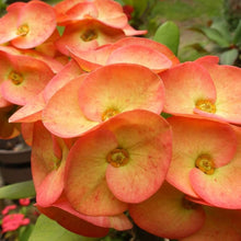 Gibraltar Seeds for a lasting display in the flower beds and container gardens